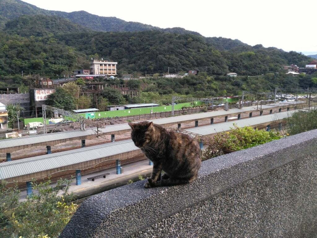 CNNが世界6大猫スポットに認定した台湾の猫の村「猴硐猫村」に行ってきた